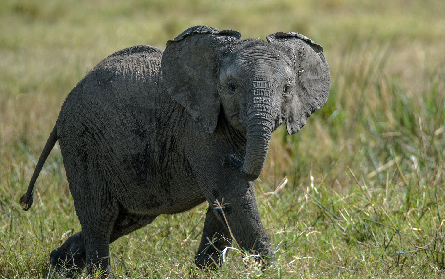 elephant sanctuary Kenya