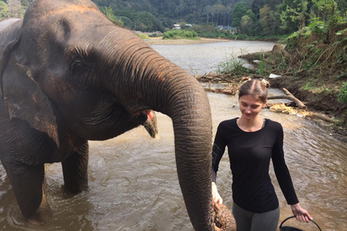 Elephant sanctuary in Thailand