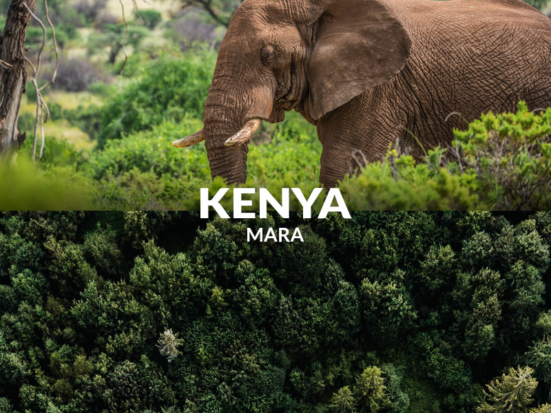 Planting trees in Kenya