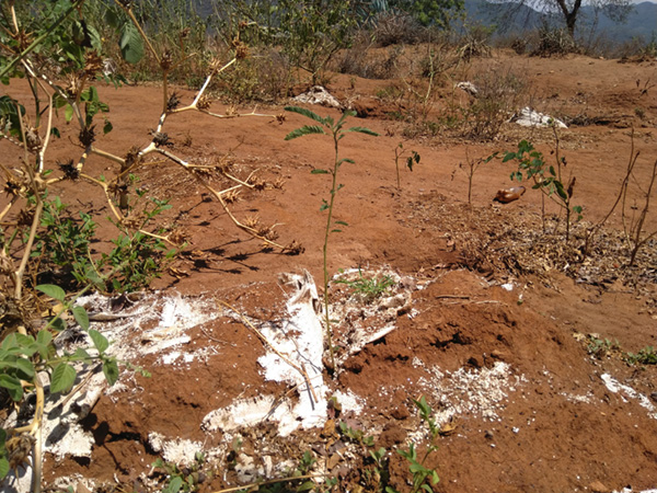 Planter des arbres en Afrique Kenya seedballs Acacia