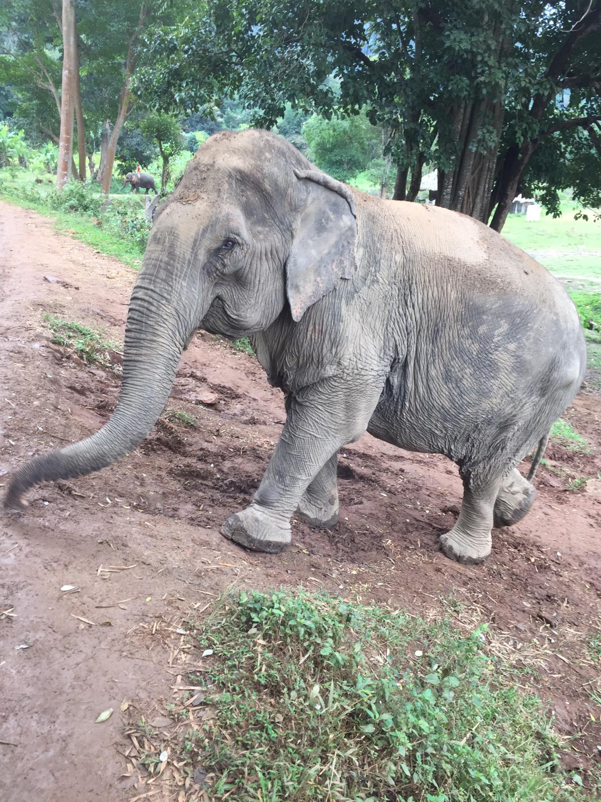 Réserve et refuge d'éléphants en Thaïlande - faire un don
