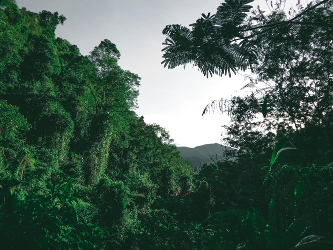 RE-GREEN THE PLANET Planter des arbres en Amazonie - reforestation