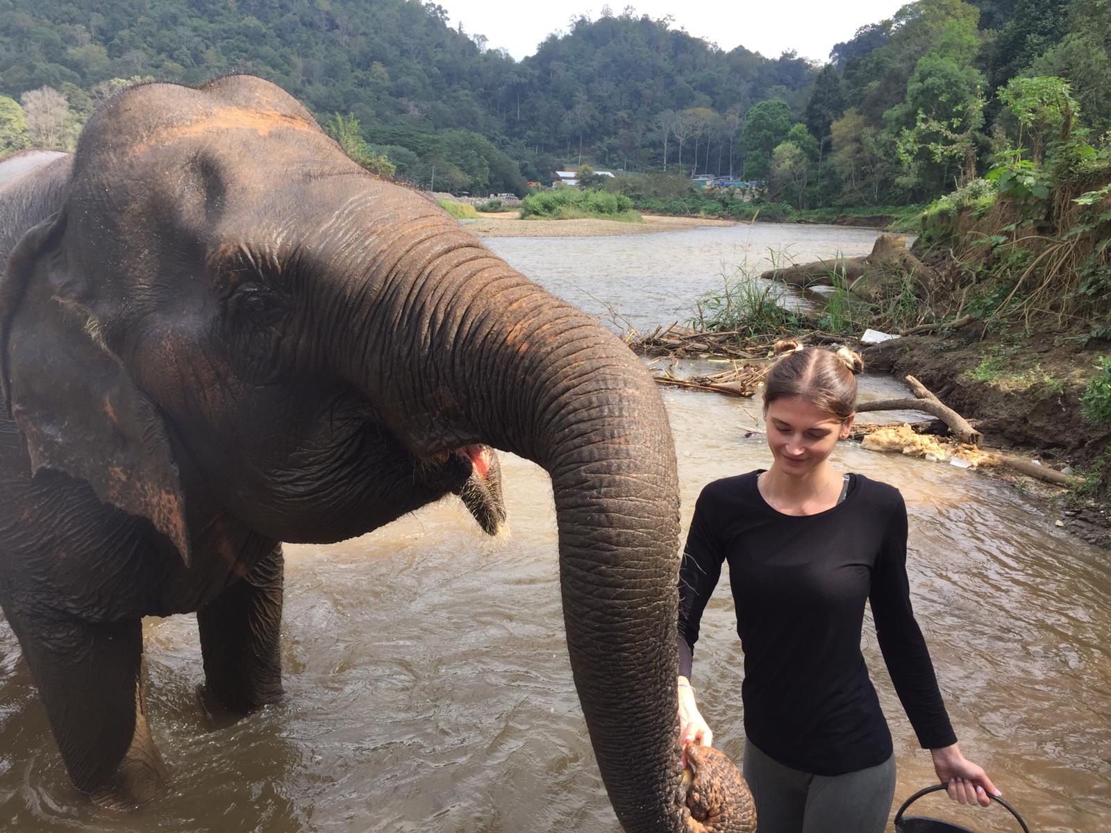 Réserve d'éléphants en Thaïlande