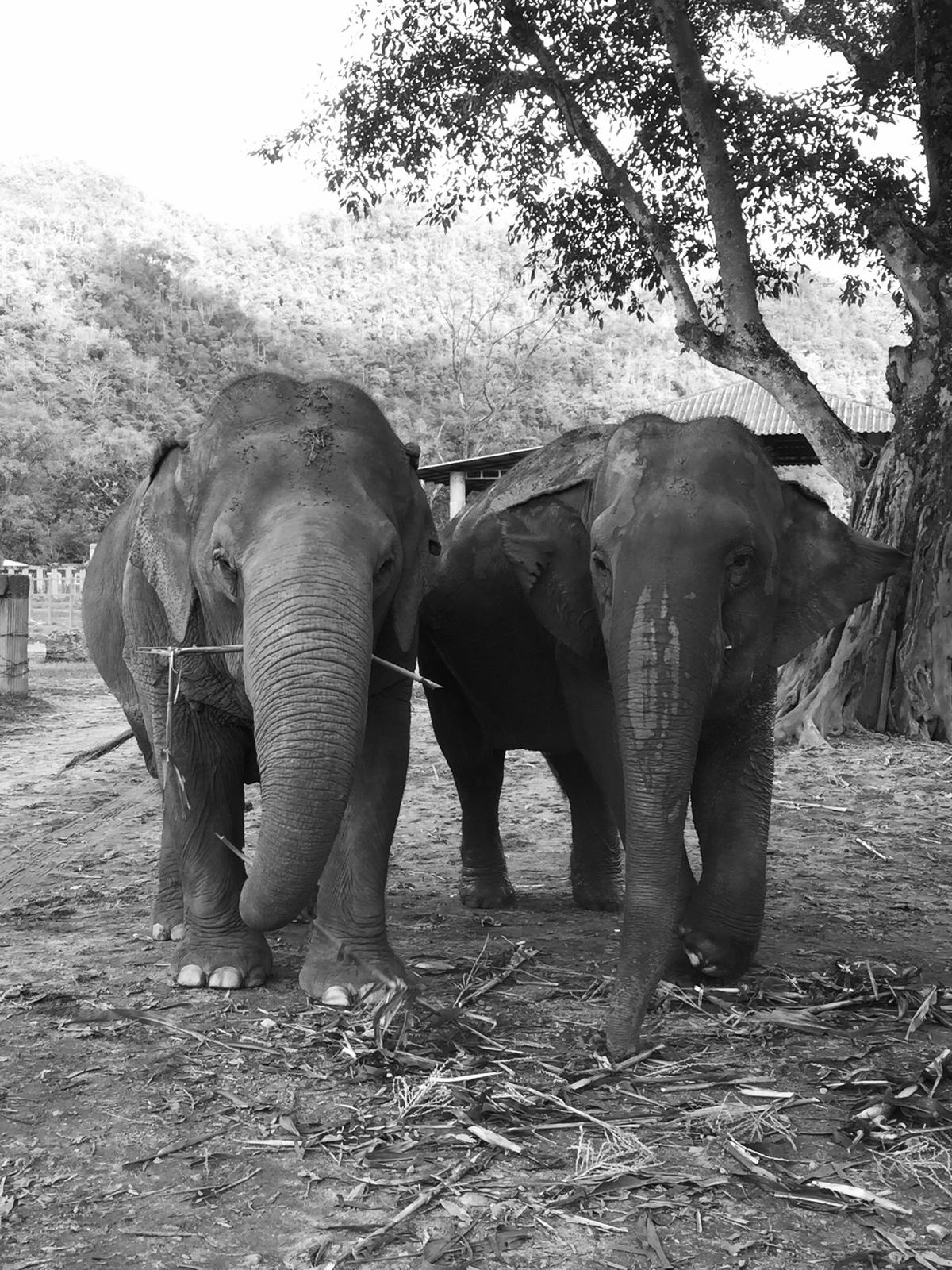 Réserve et refuge d'éléphants en Thaïlande - faire un don