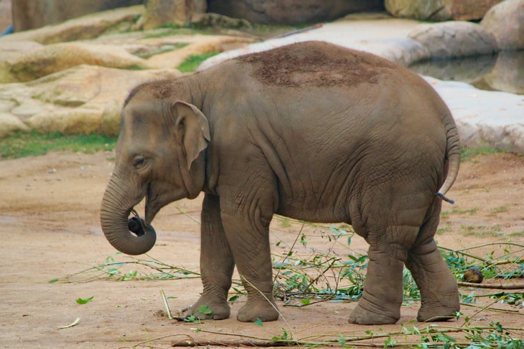 Refuge éléphanteaux au Kenya