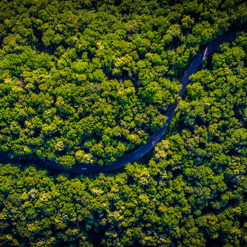 Forêts décennie des Nations unies pour la restauration des écosystèmes
