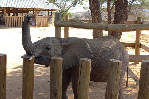 Refuge pour éléphants au Kenya