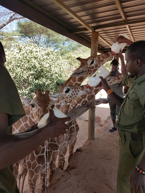 Refuge pour girafes au Kenya
