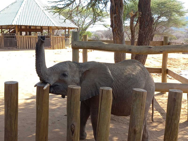Refuge pour éléphants et Girafes en Afrique - Kenya