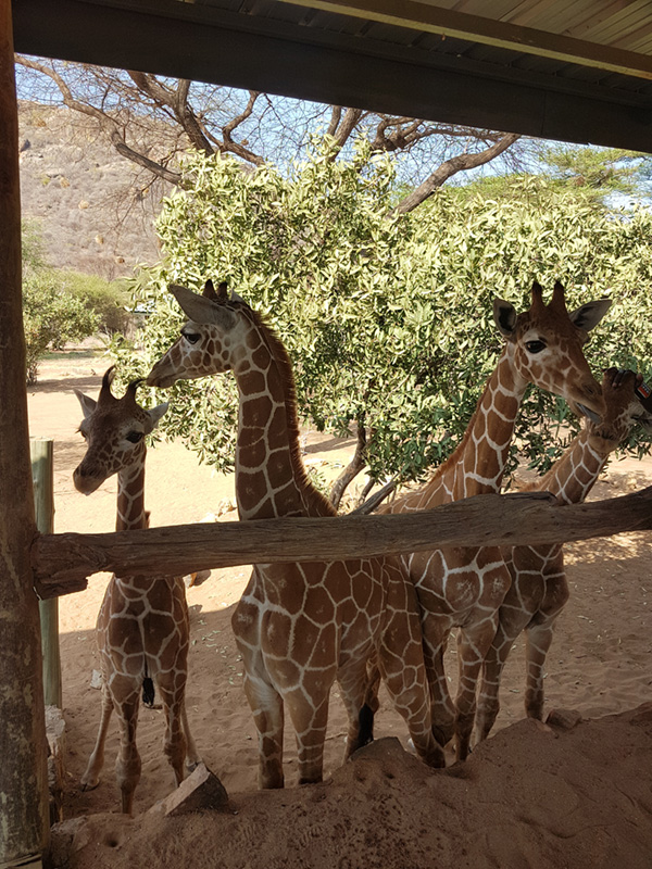 Refuge girafes Afrique Kenya