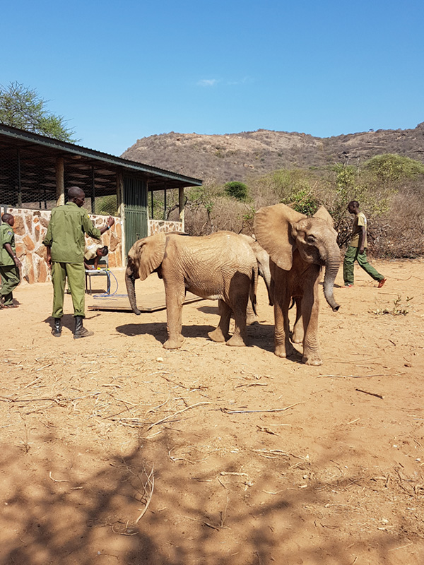 Refuge pour éléphants en Afrique - Free Spirit